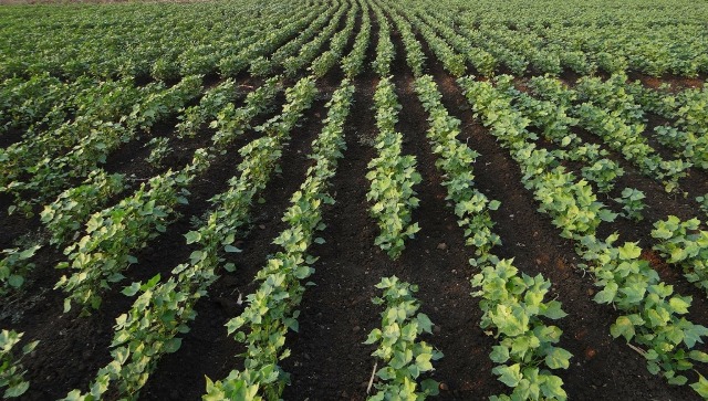 Coton bt agriculture OGM