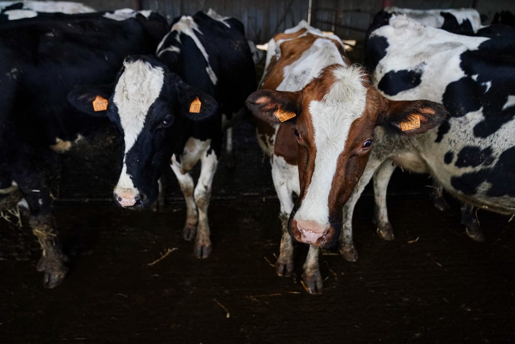 Parfois même asymptomatique, la MHE est d'un point de vue sanitaire moins inquiétante que la grippe aviaire. Non contagieuse, elle ne se transmet ni directement entre animaux ni aux humains, ce qui exclut la nécessité d'abattre les bêtes malades.