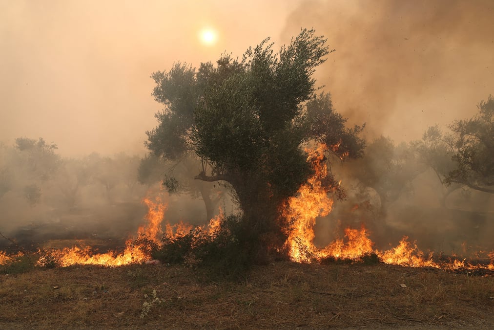 Des flammes brulent un arbre alors qu'un feu de foret fait rage a alexandroupolis, dans la region d'evros, en grece