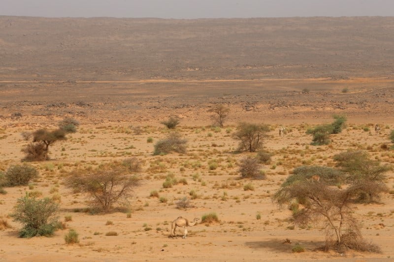 Une centaine de migrants secourus dans le desert au niger