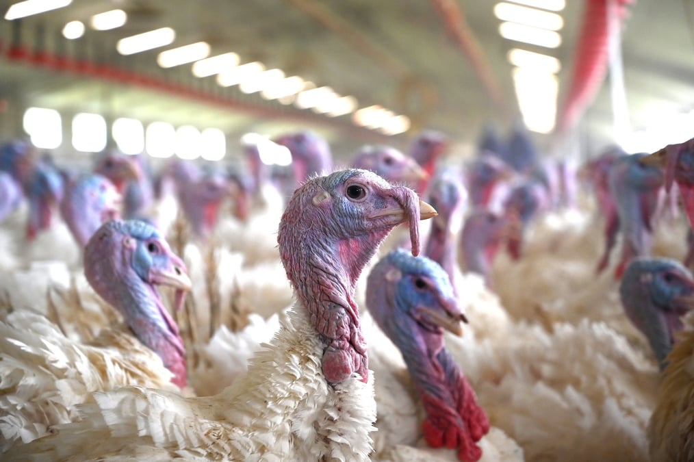 L’arrêt programmé de l’abattoir de Blancafort met à mal l’ensemble de filière avicole en Centre-Val de Loire, qui représente 150 éleveurs.