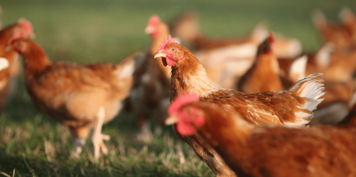Les producteurs pourraient se détourner des labels pour répondre au budget resserré des consommateurs, comme sur le poulet.