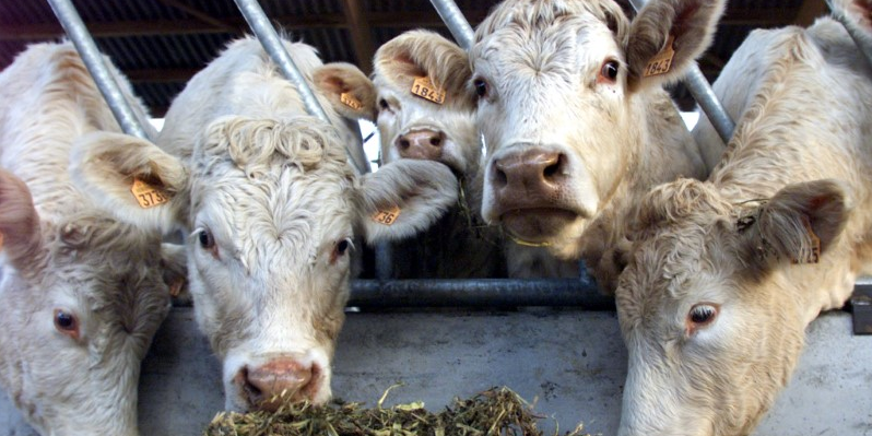Camion-abattoir, caisson d'abattage sur roues prolongeant des sites fixes existants ou nouveaux... Les formats varient, mais le financement pose invariablement problème.