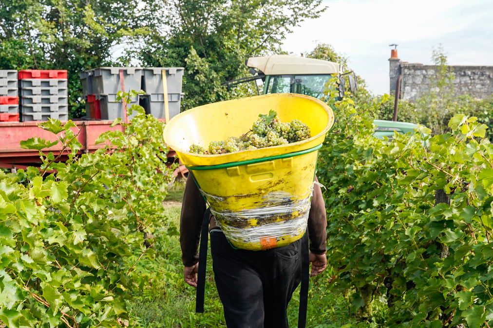 La production viticole est estimée à 39,3 millions d'hectolitres en 2024, « en net recul », indique le ministère de l'Agriculture.