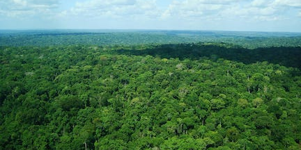 Forêt Amazone