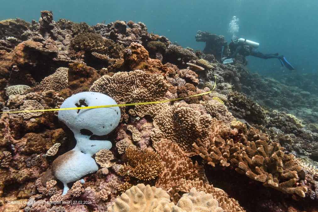 Un plongeur nageant a cote de la grande barriere de corail a arlington reef, en australie