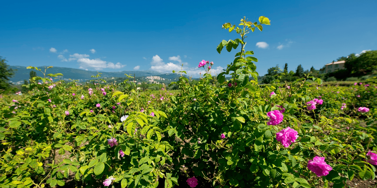 Champs de roses Grasse
