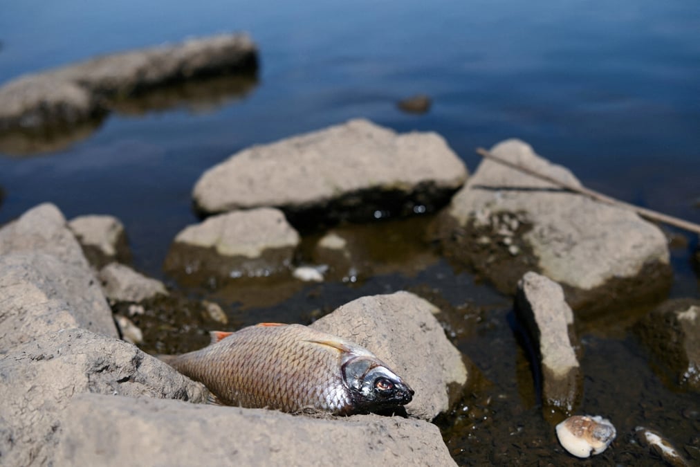 Pologne: cinq tonnes de poissons morts repeches dans l'oder