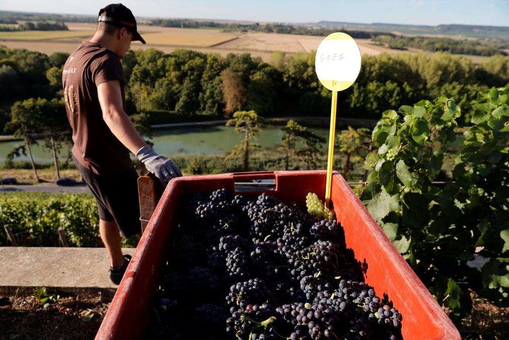 France: en champagne, l'ete sec et chaud pousse a des vendanges precoces