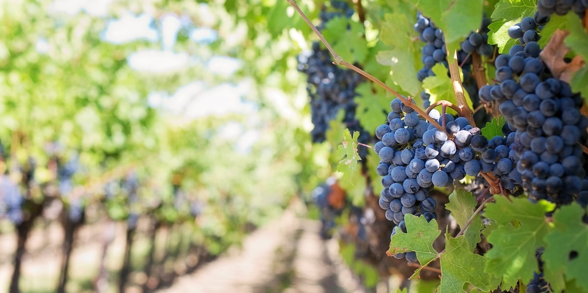 Les domaines viticoles pourront désormais librement diminuer leur surface de production.