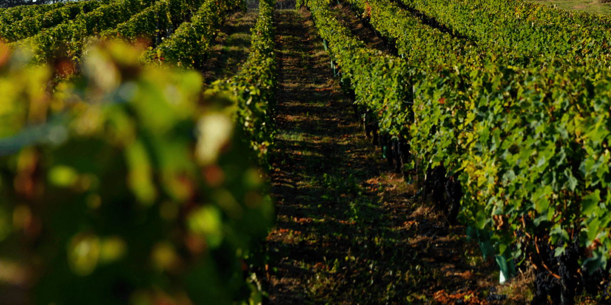 Château La Croizille Saint-Emilion