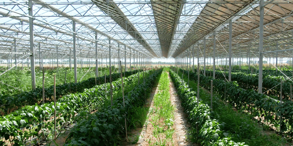 L'entreprise Technique Solaire, basée à Poitiers, a levé 200 millions d'euros fin 2023 pour financer ses projets de production d'énergies renouvelables.