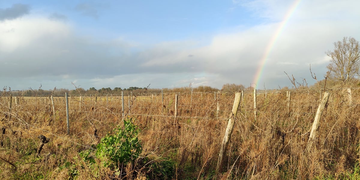 Le périmètre de Groupama Centre Atlantique couvre notamment les vignoble de Bordeaux et de Cognac, tous deux en difficulté. Ici des vignes en friche en Gironde.
