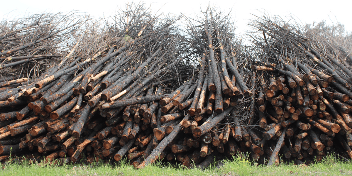 bois incendie hostens