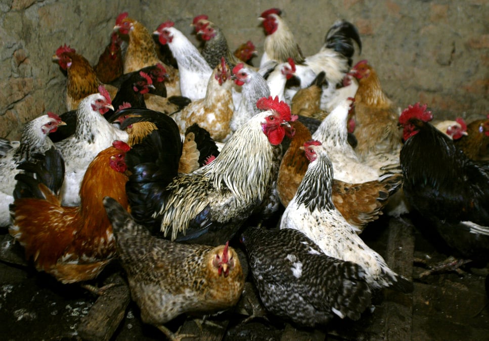 La russie rapporte le premier cas de contamination humaine au h5n8