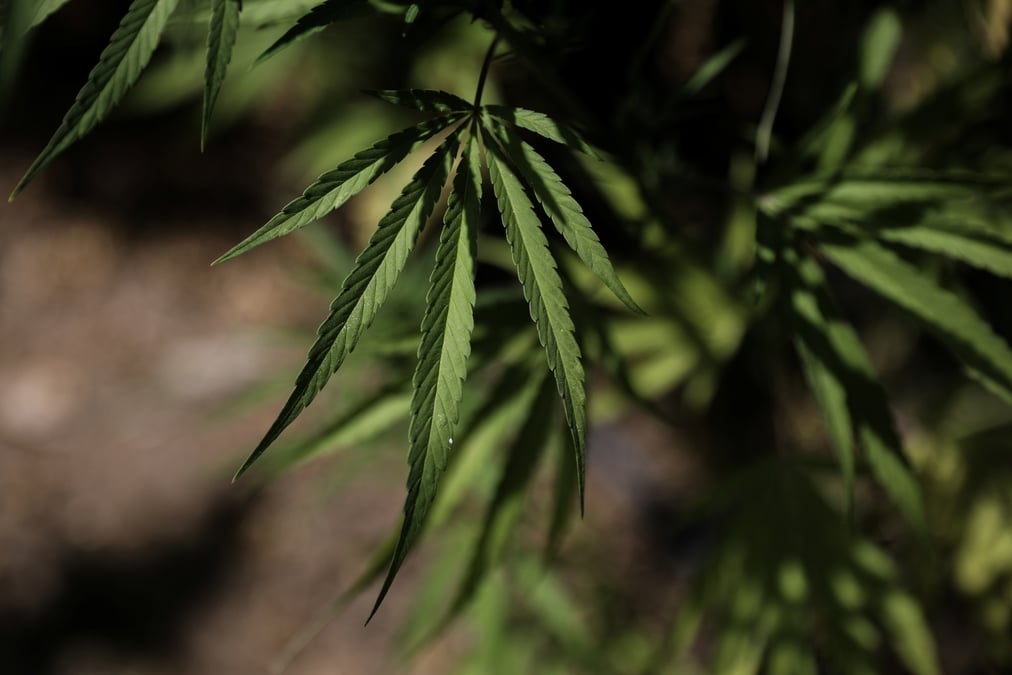 Le cannabis, victime collaterale du covid-19