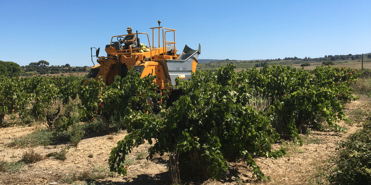Les vendanges ont commencé en Languedoc-Roussillon, avec une récolte attendue très diversifiée selon les territoires,probablement sinistrée dans les Pyrénées-Orientales où la vigne a essuyé une sécheresse sévère.