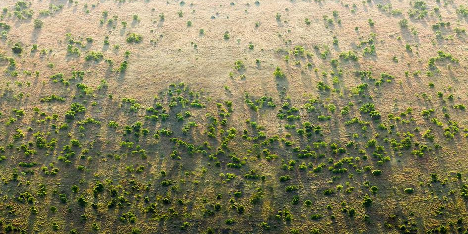 arbres foret afrique