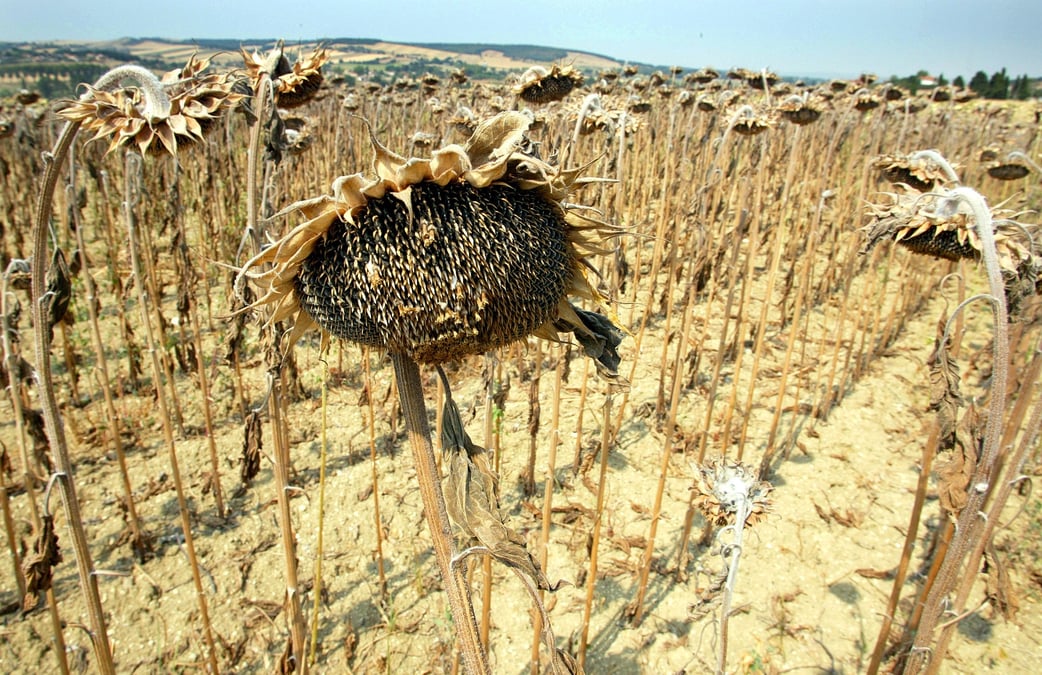 sécheresse, drought fields, France