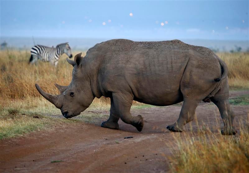Le droit de chasser un rhinocéros vendu 350.000 dollars aux USA