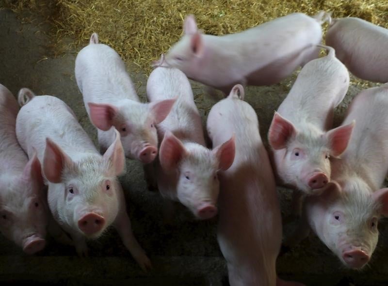 Co-entreprise franco-chinoise dans la sante animale