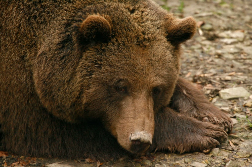 Des anti-ours menacent d'accueillir les ourses avec des armes