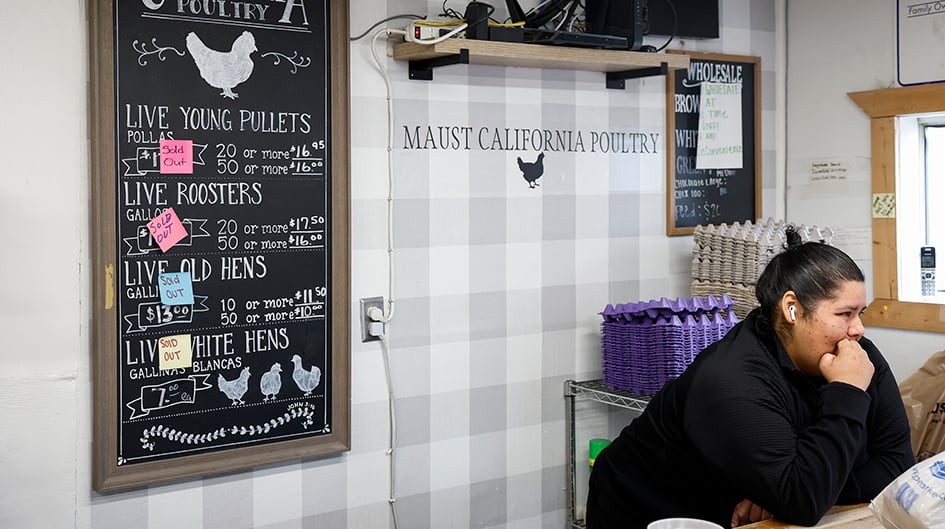 Les poules et coqs sont en rupture de stock dans cette exploitation de Chino, en Californie, le 6 mars 2025.