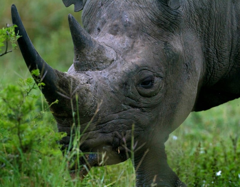 2014 a ete une annee noire pour les rhinoceros d'afrique du sud