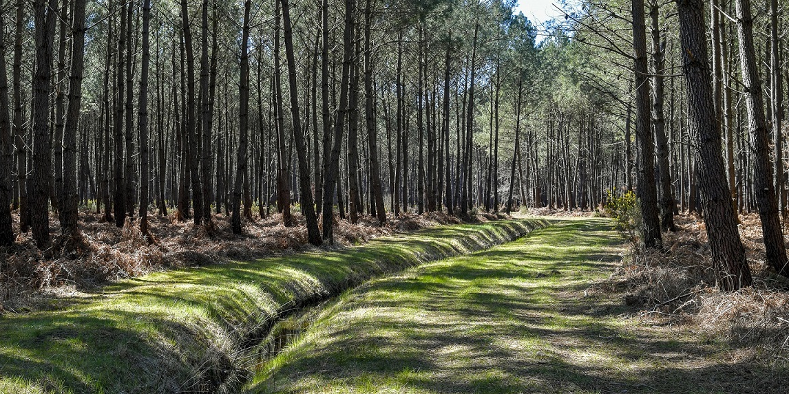 Forêt Médoc