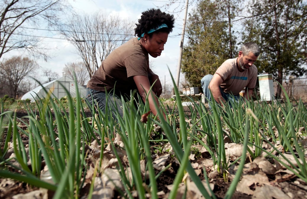 "Le développement de nouvelles techniques de régénération végétale permet désormais d'augmenter significativement la productivité de l'agriculture urbaine, et donc de mener des expériences de production intéressantes sur de petites surfaces", soulignent Sabine Becker et François Rouillay.