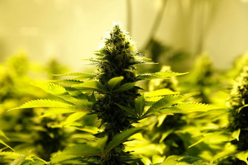 L'australie va autoriser les exportations de cannabis medical
