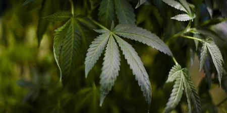 LE CANNABIS RESTE LA DROGUE LA PLUS CONSOMMÉE EN FRANCE