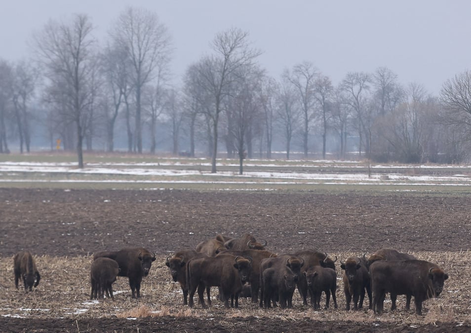 Appel a evaluer l’impact environnemental du mur anti-migrants en pologne