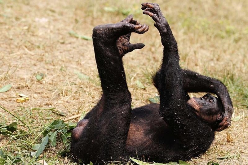 Les bonobos ont le sens du rythme