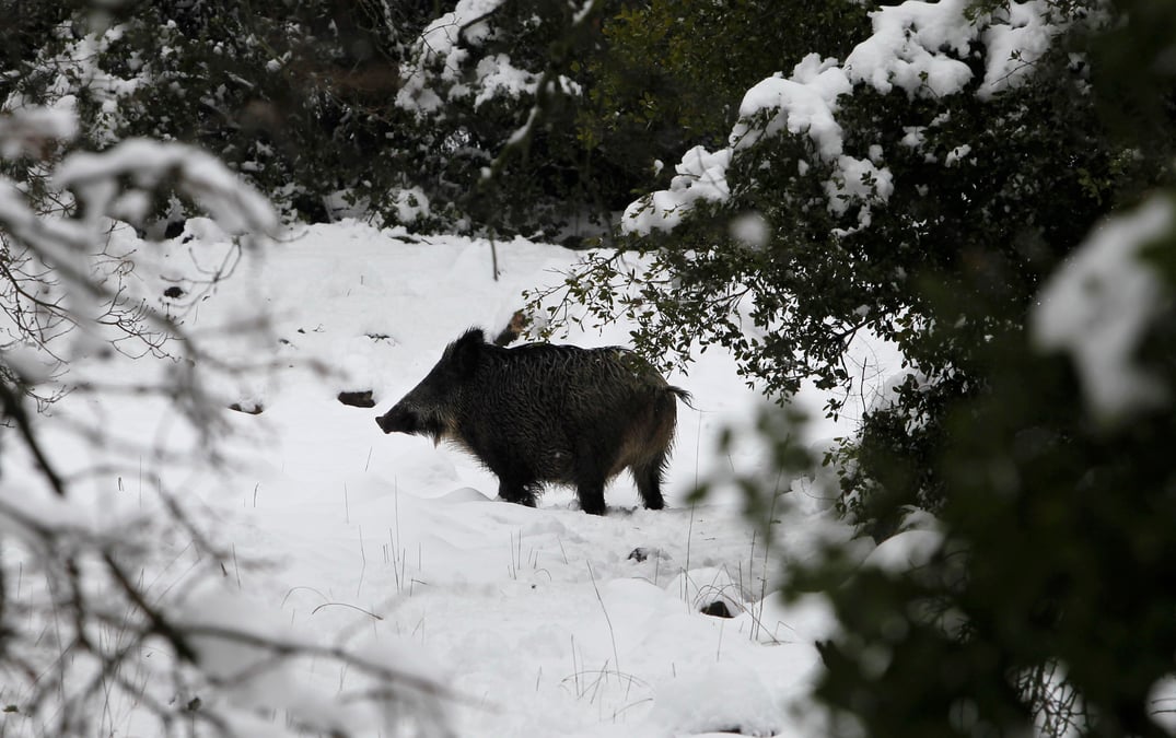 Peste porcine: l'armee mobilisee pour abattre 500 sangliers en belgique