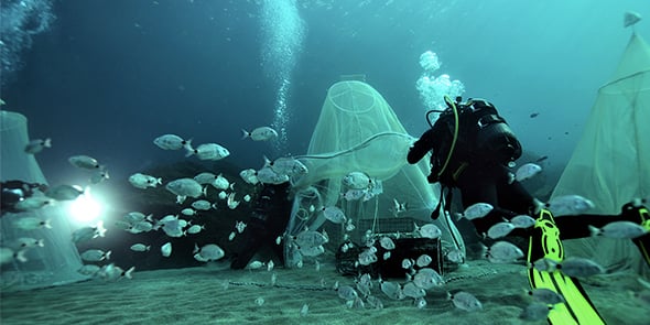 Relâcher de poissons par Ecocean