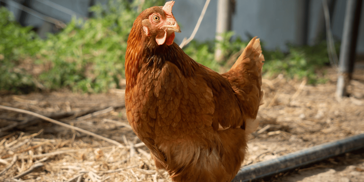 Poule.