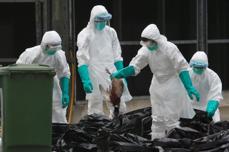 La grippe aviaire a fait 79 morts le mois dernier en chine