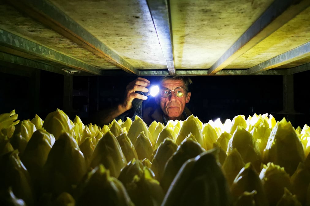 Le producteur d'endives emmanuel lefebvre tient une lampe de poche pour inspecter les endives qui poussent
