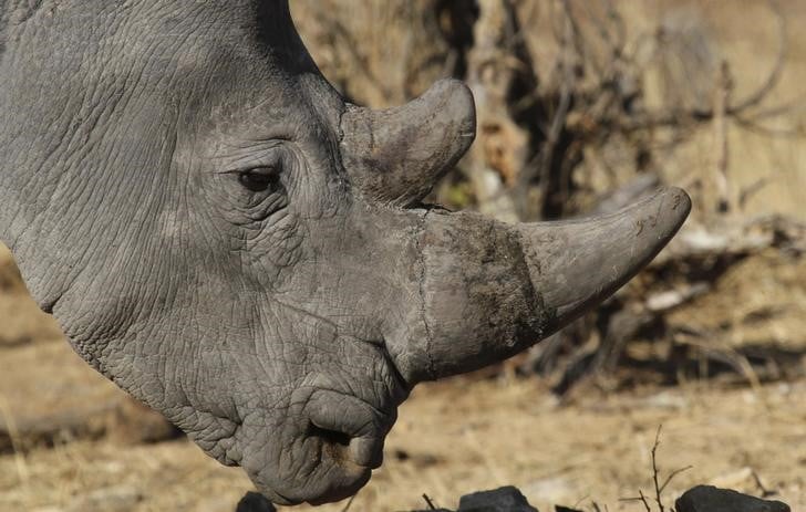 Mort de l'un des quatre derniers rhinoceros blancs du nord