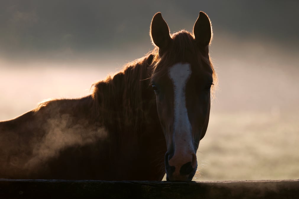 Chevaux mutiles: garde a vue levee dans le haut-rhin