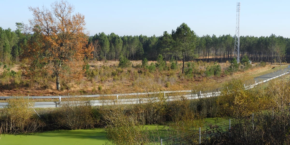 Les espaces naturels qui laisseront bientôt place à un parc d'activités à Captieux, 80km au sud de Bordeaux.