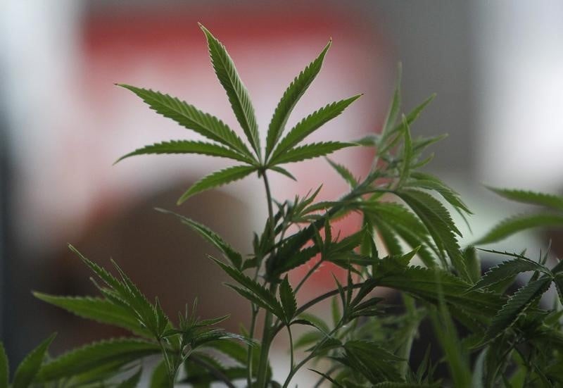 Plus de sept tonnes de cannabis saisis a paris