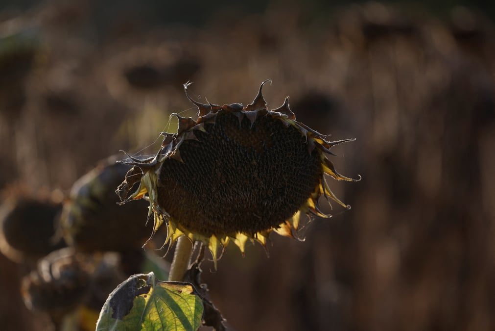 L'institut prévoit que des températures supérieures à 40 °C pourront se produire tous les ans, et des pics inédits de chaleur pourraient atteindre jusqu’à 50 °C.