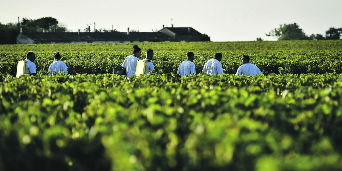 Saisonniers dans les vignes