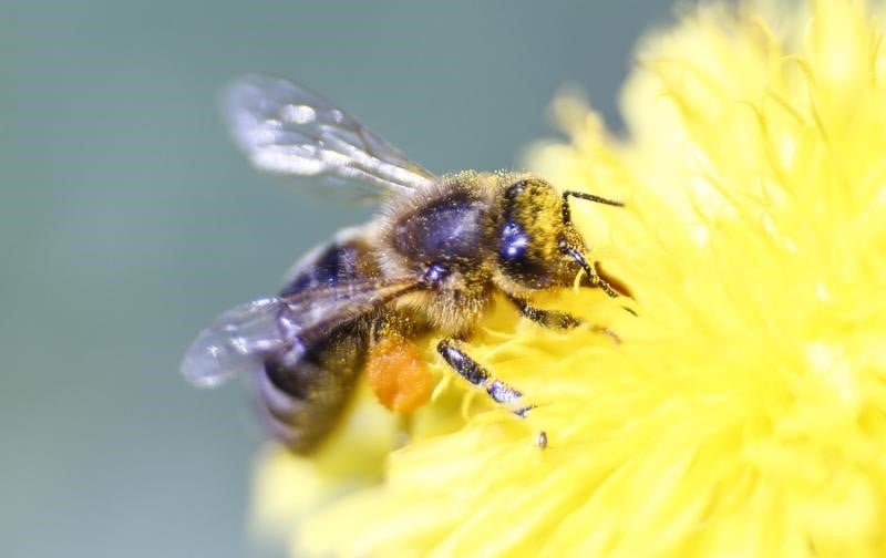Recours en justice contre deux pesticides au sulfoxaflor