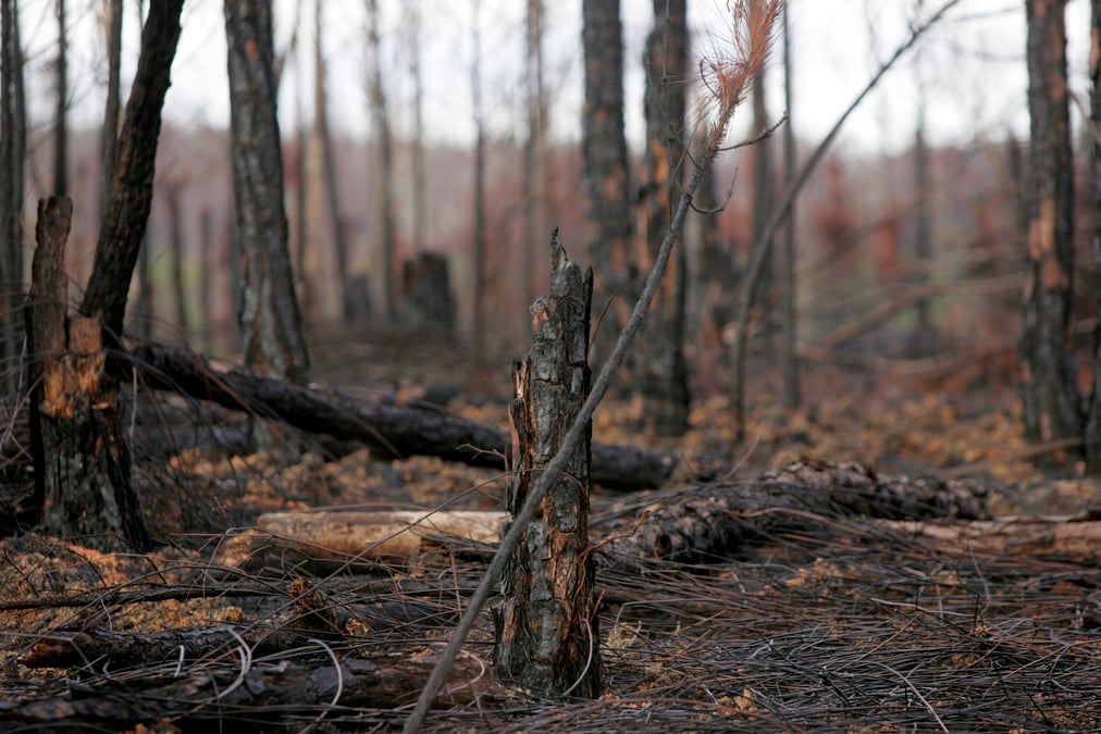 Plus de 150 hectares de pins detruits dans un incendie en charente-maritime