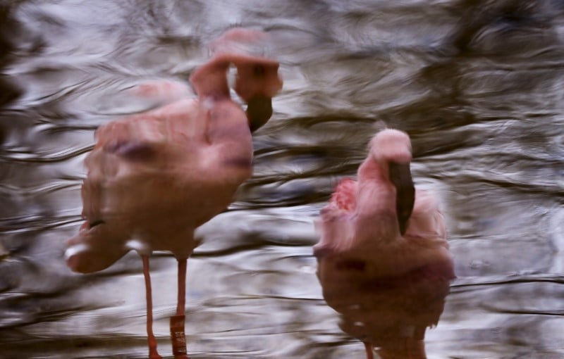 Hulot dit sa "honte" face a l'extinction de la biodiversite
