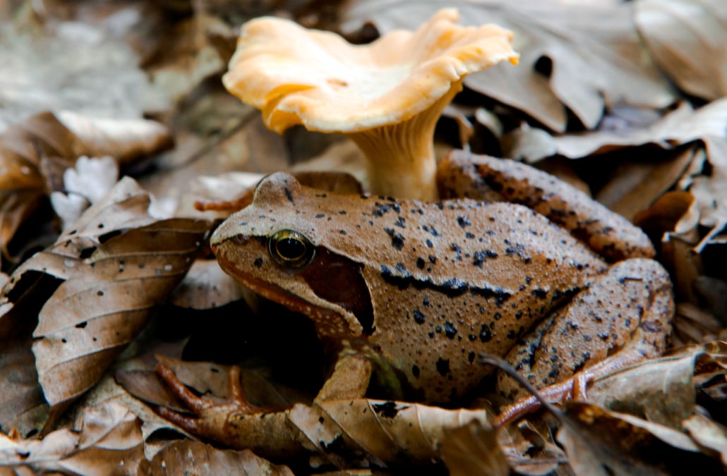 L'empreinte radioactive persiste dans les forets allemandes 30 ans apres tchernobyl