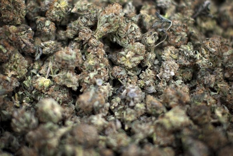 Saisie de cannabis record dans les bouches-du-rhone